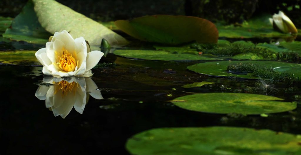 Fleur lotus nénuphar lac jardin zen